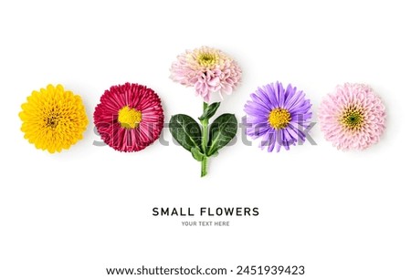 Small garden flower set. Daisy, aster, chrysanthemum flowers isolated on white background. Design element. Creative layout. Springtime and summer nature. Flat lay, top view
