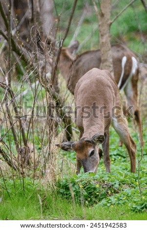 White-tailed deer foraging in the forest. Wildlife photography with focus on natural behavior, ideal for educational design and print.