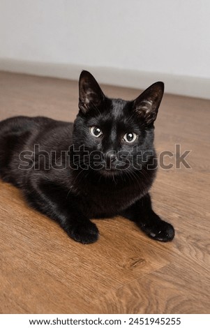 Vertical photo of black cat looking at the camera big wide green eyes
