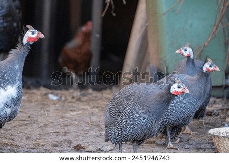 Wild guinea hen Guineafowls - chicken Helmeted guinea fowls - Numida meleagris A lot of Pearl and Lavender Guinea Hens Royalty-Free Stock Photo #2451946743