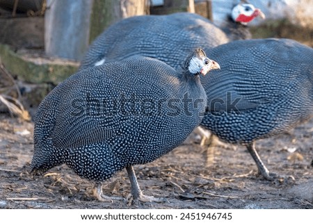 Wild guinea hen Guineafowls - chicken Helmeted guinea fowls - Numida meleagris A lot of Pearl and Lavender Guinea Hens Royalty-Free Stock Photo #2451946745