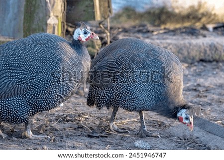 Wild guinea hen Guineafowls - chicken Helmeted guinea fowls - Numida meleagris A lot of Pearl and Lavender Guinea Hens Royalty-Free Stock Photo #2451946747
