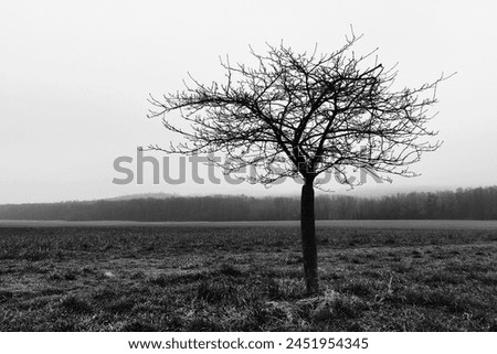 Lonely tree in morning time, large field, forest and heaven, magical atmosphere, cold weather, outdoor, black and white photo