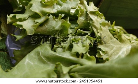 close up of fresh green lettuce leaves, closeup food photography, delicious and juicy, salad mix in the background, macro lens, shallow depth of field, high resolution