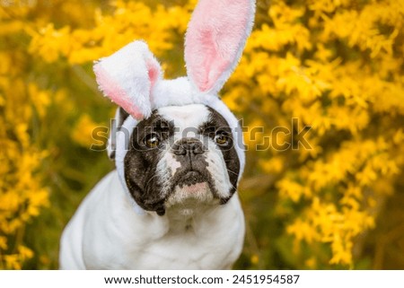 French bulldog outdoor photo dog