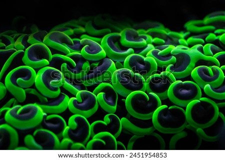 A wonderful view of coral. Anchor Coral. Nature background. 