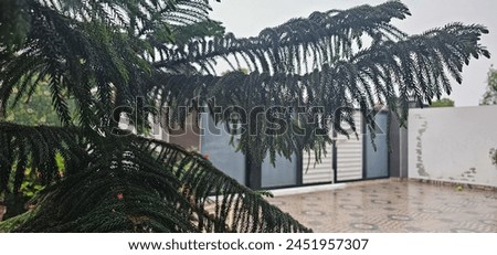 Beautiful green plant with rainy background