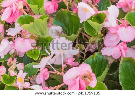 This is the photo of pink Begonia flower (Begonia semperflorens). It is close up view of blooming pink flower in garden. Its view of begonia flower bed in park. It is flower background.