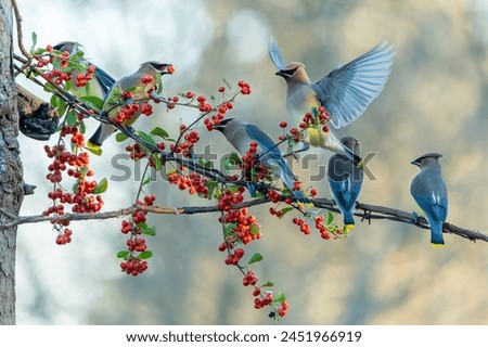 Cedar Waxwings Perched on a tree branch with red berries Royalty-Free Stock Photo #2451966919