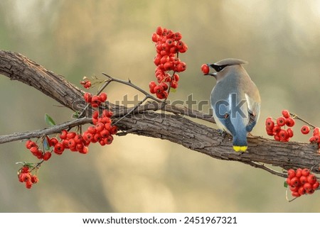 Cedar Waxwing Perched on a tree branch with red berries Royalty-Free Stock Photo #2451967321