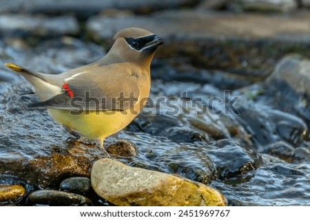 Cedar Waxwing perched next to a stream Royalty-Free Stock Photo #2451969767