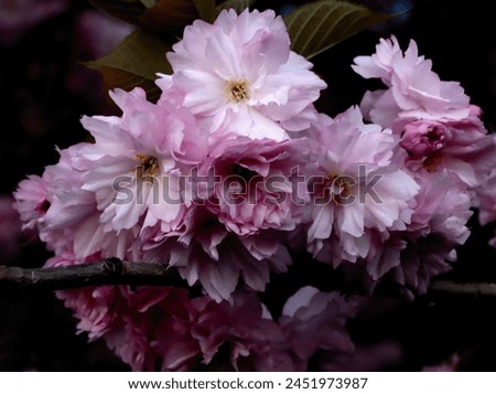 pink flowers of prunus japonica tree at spring close up