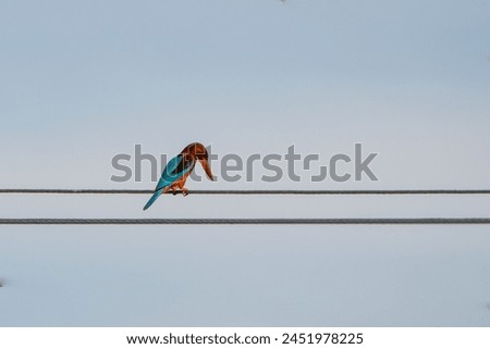 beautiful photograph white throated blue king fisher  bird perched top of electrical wire wildlife photography india Kerala sanctuary habitat portrait background blur wallpaper isolated staring