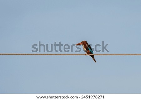beautiful photograph white throated blue king fisher  bird perched top of electrical wire wildlife photography india Kerala sanctuary habitat portrait background blur wallpaper isolated staring