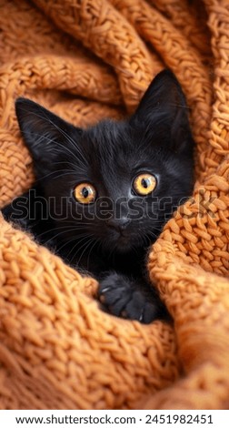 Cute Black cat with golden eyes. Nature, animals. Free, 4k