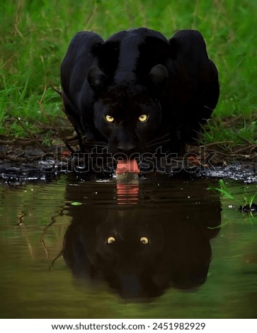 Black Panther Jaguar Drinking Water of a Lake with Grass Background 