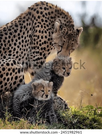 Northwest African Cheetah with His Babies Cheetah 
