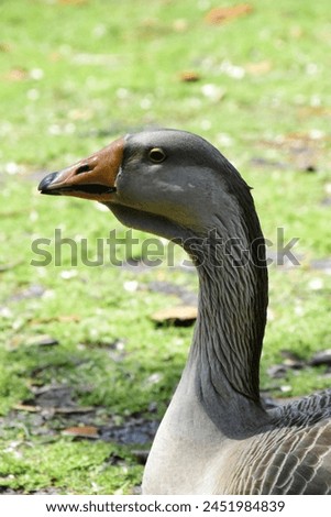 A nature photograph of a Toulouse Goose captured during a walk around Lake Eola in Orlando Florida. It was resting near the lake and it's mate, not pictured.