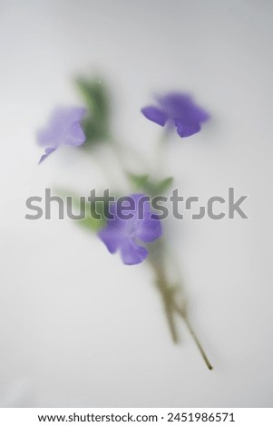 Violet tiny Wilde flowers on light background in soft blurred filter. Abstract Floral composition for cover or text