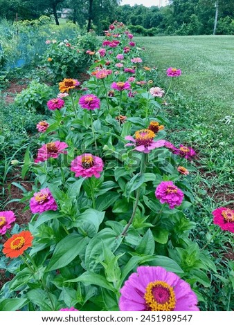 Zinnia flowers in a garden Royalty-Free Stock Photo #2451989547