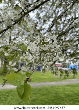 The tree in the image is full bloom with white flowers, which is characteristic of many fruit trees in the spring, particularly those from the Rosaceae family like cherry, apple, or pear trees.