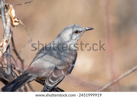 Mockingbird perched on a branch with a clear background. Avian wildlife photography, ideal for ornithological studies and nature-inspired design and print.