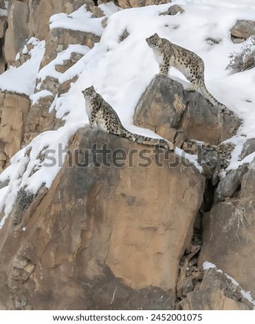 Two Beautiful Golden Snow Leopard Standing on Rock with Snow Background