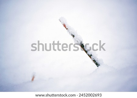 :A weed visible through the snow on the ground
açıklama:A weed visible through the snow on the ground.It was photographed closely. There are snowflakes on this grass.