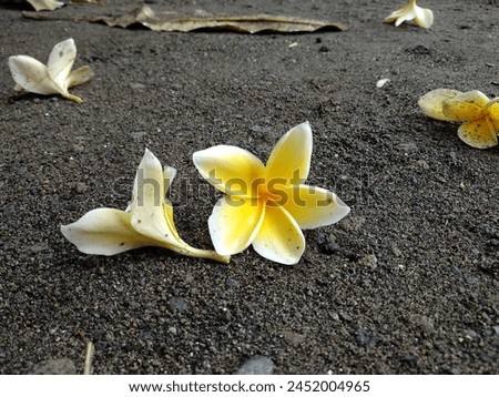 Plumeria are tropical trees with dark green leathery leaves and white, yellow or pink flowers that are known for their heady fragrance. Royalty-Free Stock Photo #2452004965