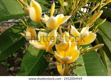 Plumeria are tropical trees with dark green leathery leaves and white, yellow or pink flowers that are known for their heady fragrance. Royalty-Free Stock Photo #2452004969