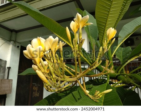 Plumeria are tropical trees with dark green leathery leaves and white, yellow or pink flowers that are known for their heady fragrance. Royalty-Free Stock Photo #2452004971