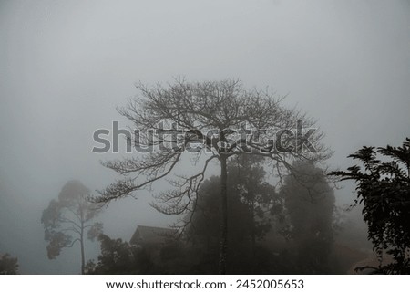 A dead tree with misty landscape at peak of Telipong Hill, nothern Malaysia. 