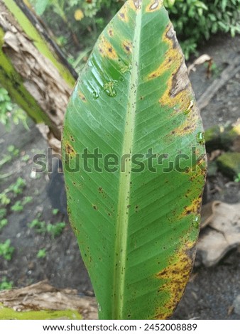 The banana leaf stretches wide, its lush green surface reflecting the sunlight in a shimmering display. Its long, slender shape and intricate veins create a natural work of art Royalty-Free Stock Photo #2452008889