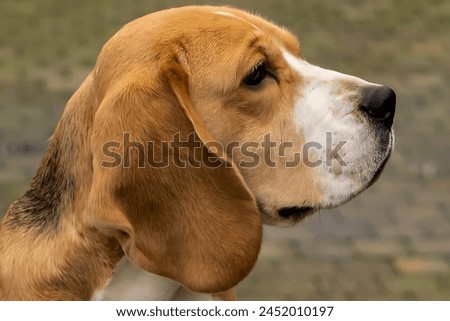 Picture of a beagle looking to the right