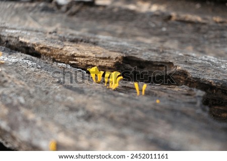 a creative picture made of little yellow mushroom on the old wood