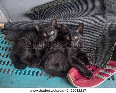 Focus on two black kittens sitting together.