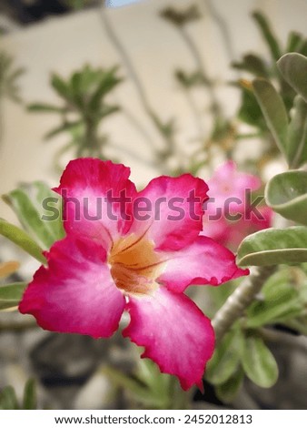 Adenium Obesum is blooming at garden. Indonesia, 24 December 2023. Royalty-Free Stock Photo #2452012813