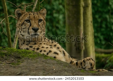A picture of a cheetah sitting on a rock in the forest