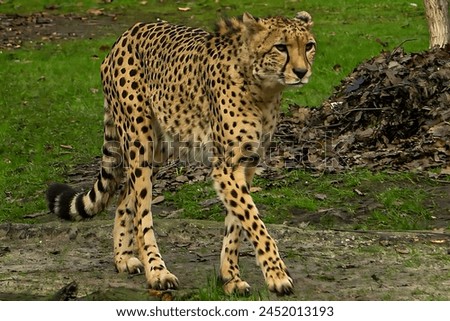 A picture of a cheetah walking in the forest