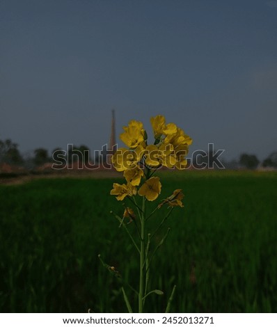 Mustard flower pic with beautiful rainy background 