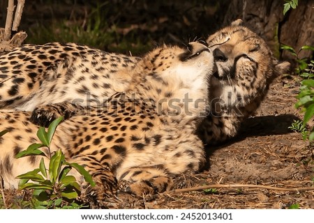 A picture of two Cheetahs sitting, one trying to clean the other
