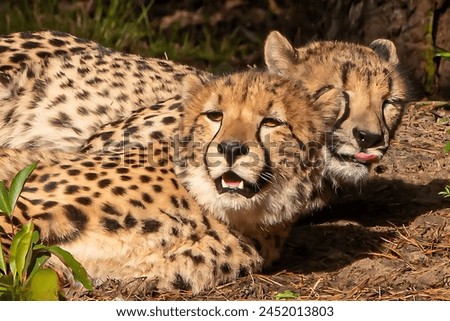 Photo of two Cheetah leopards, relaxing, sitting