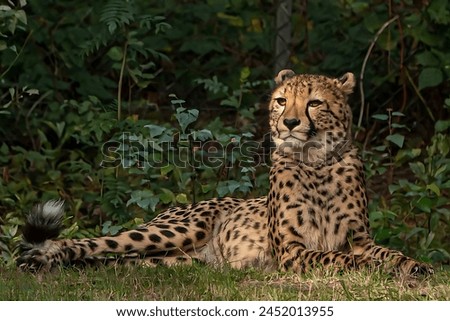 A picture of Cheetah sitting and looking around