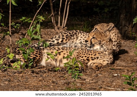 A picture of two Cheetahs sitting on the ground
