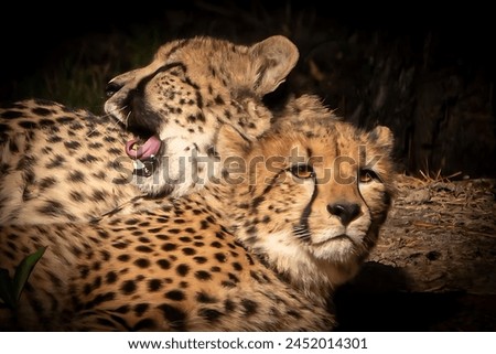A picture of two cheetahs with focal black added around them