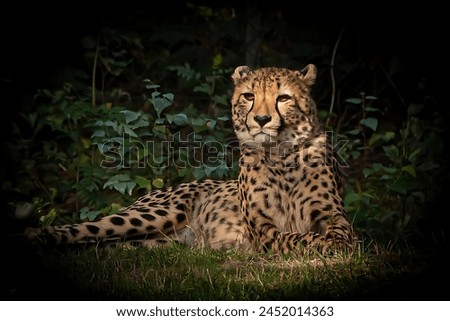 A picture of Cheetah sitting and looking around
