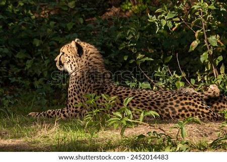 A picture of a cheetah sitting among green grasses and trees