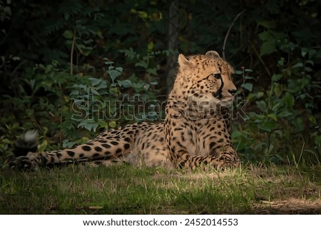 A picture of a cheetah sitting, looking to the right