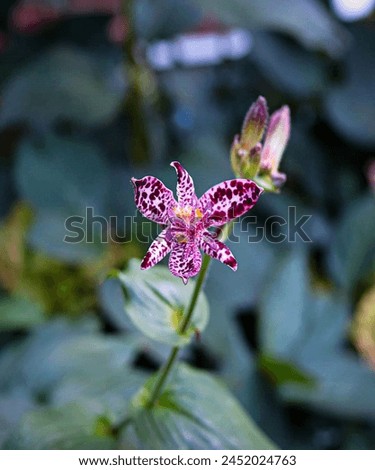 Beautiful Tricyrtis hirta, the toad lily or hairy toad lily plant