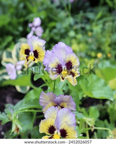 Beautiful Multicolor pansy flowers or pansies as background